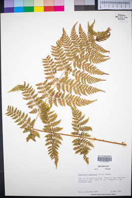 Dryopteris campyloptera image