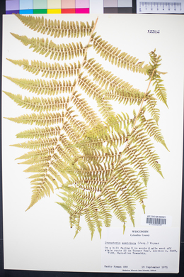 Dryopteris campyloptera image