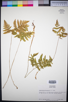 Gymnocarpium dryopteris image