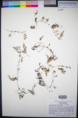 Hymenophyllum tunbrigense image