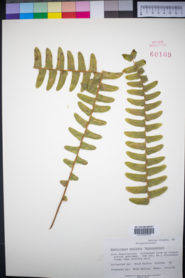 Nephrolepis exaltata image