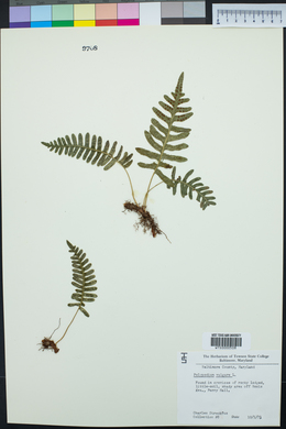 Polypodium vulgare image