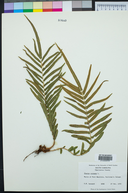 Pteris vittata image