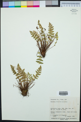 Woodsia scopulina image