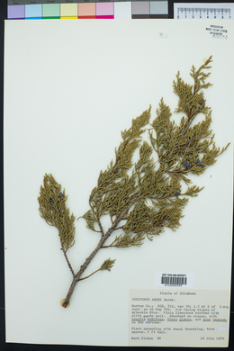 Juniperus ashei image