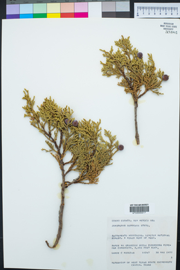 Juniperus deppeana image