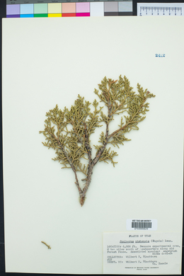 Juniperus osteosperma image