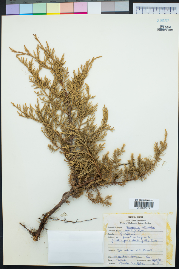 Juniperus silicicola image