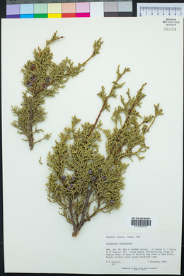 Juniperus monosperma image