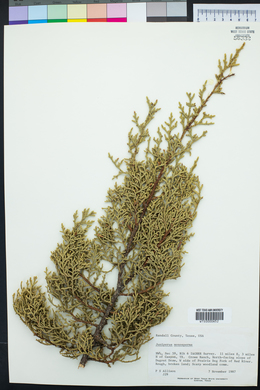 Juniperus monosperma image