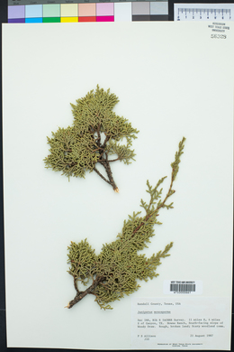 Juniperus monosperma image