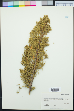 Juniperus osteosperma image