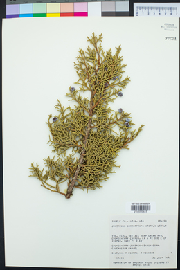 Juniperus osteosperma image