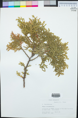 Thuja occidentalis image