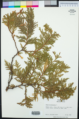 Thuja occidentalis image