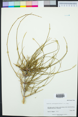 Ephedra antisyphilitica image