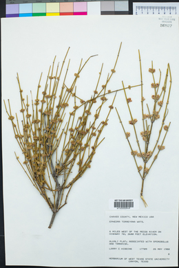 Ephedra torreyana image