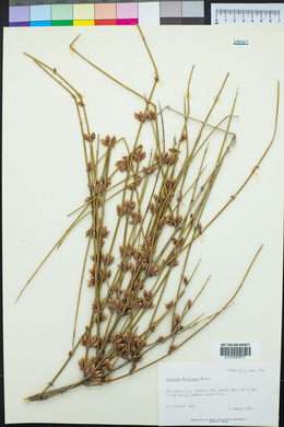 Ephedra trifurca image