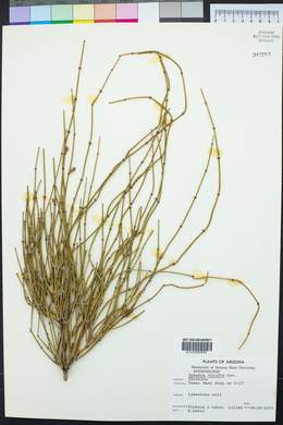 Ephedra viridis image