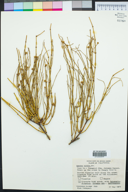 Ephedra viridis image