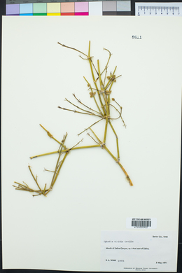 Ephedra viridis image