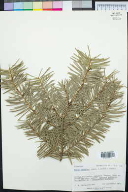 Abies concolor image