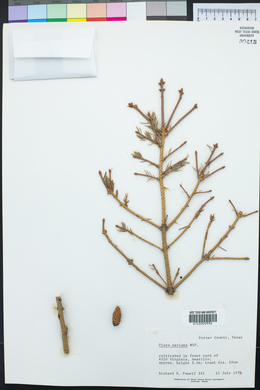 Picea mariana image