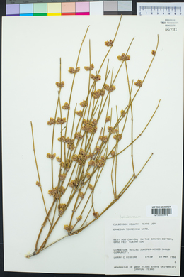 Ephedra torreyana image