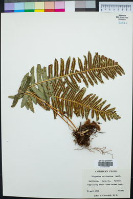 Polypodium californicum image