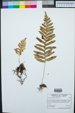 Polypodium glycyrrhiza image