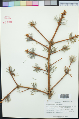 Picea pungens image