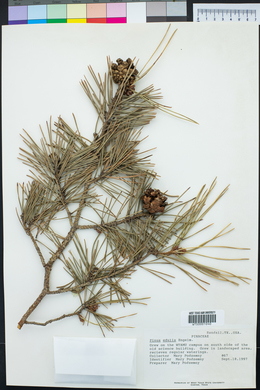 Pinus edulis image