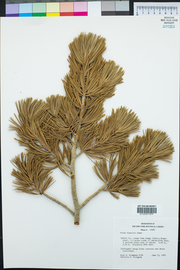 Pinus flexilis image