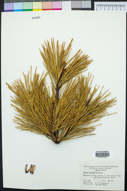 Pinus pungens image