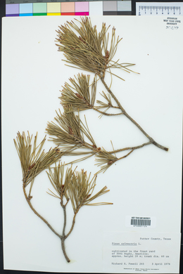 Pinus sylvestris image