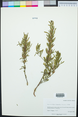 Dyschoriste linearis image