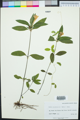 Ruellia caroliniensis image