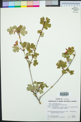 Acer glabrum image