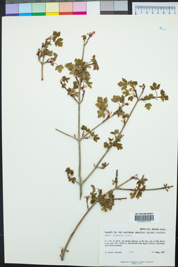 Acer glabrum image