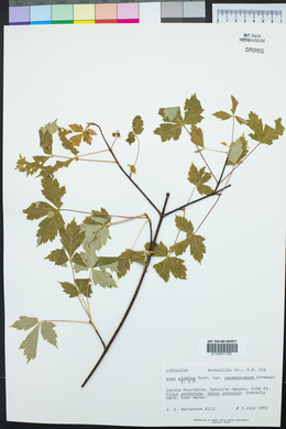 Acer glabrum image