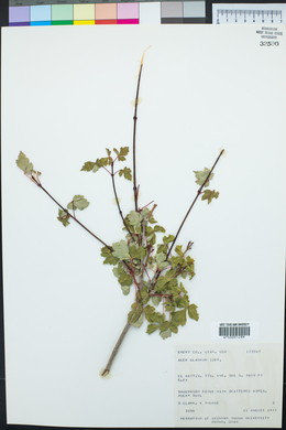 Acer glabrum image