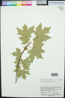 Acer grandidentatum image