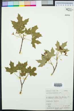 Acer grandidentatum image