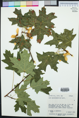 Acer grandidentatum image