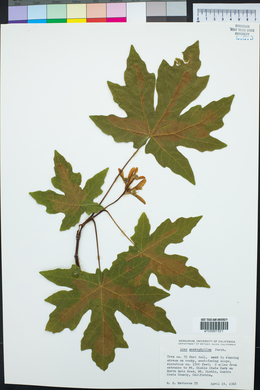 Acer macrophyllum image