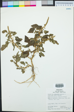 Amaranthus spinosus image