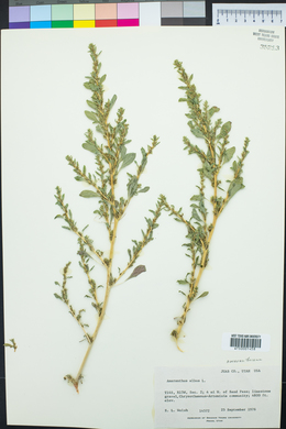 Amaranthus albus image