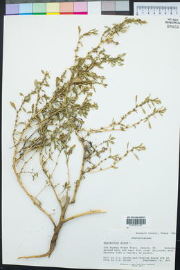 Amaranthus albus image