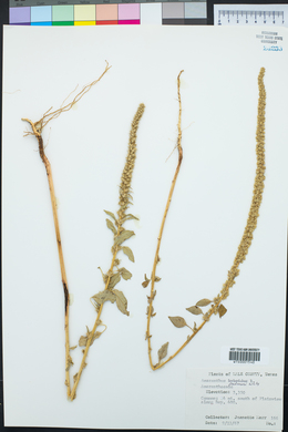 Amaranthus palmeri image