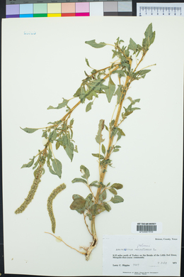 Amaranthus palmeri image